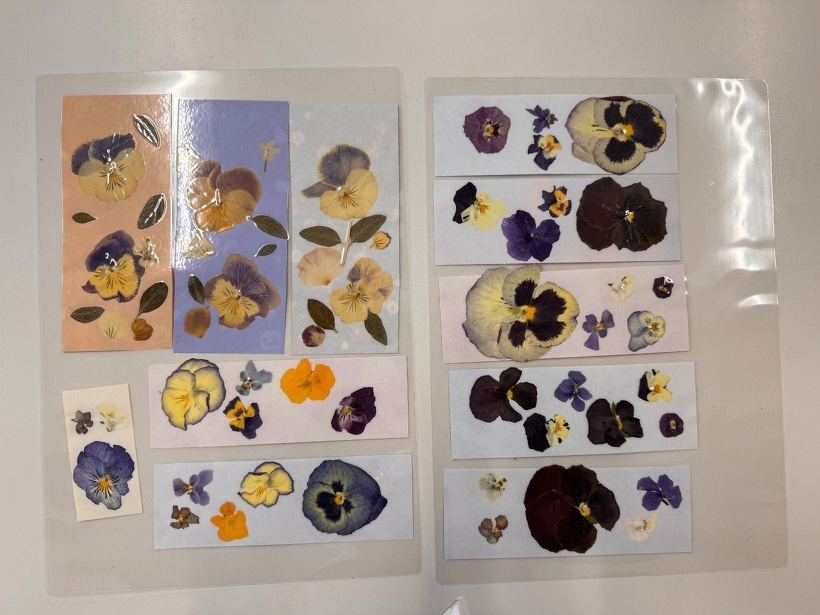 ラミネートした押し花